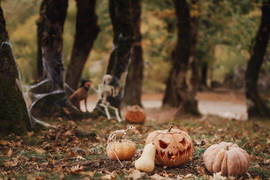 American Hairless Terrier explores a rustic Halloween display of carved gourds. Fallen foliage and forest trees surround the small dog in a seasonal setting.