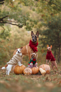 Four dog breeds pose together with pumpkins in an autumn forest for Halloween. Belgian Malinois, Jack Russell Terrier, Yorkshire Terrier and American Hairless Terrier in a seasonal woodland setting.