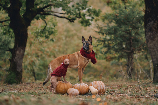 Two dogs pose together with pumpkins in an autumn forest for Halloween. Belgian Malinois and American Hairless Terrier wear festive costumes in a seasonal woodland setting