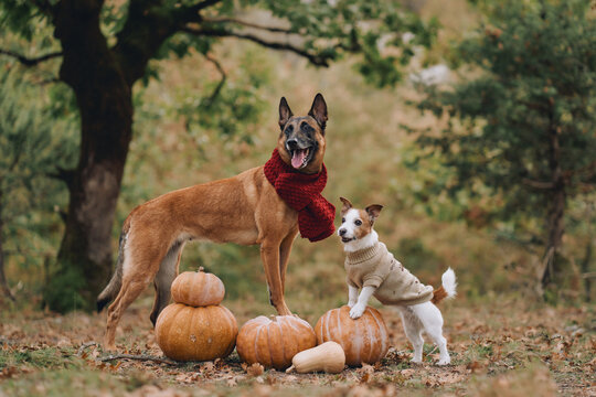 Belgian Malinois stands beside a Jack Russell Terrier among autumn harvest gourds. Different canine sizes and rustic woodland scenery create a playful seasonal portrait.