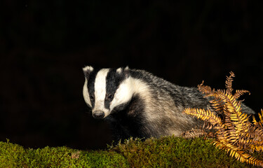 Badger, Scientific name: Meles meles. Close up of a large, adult badger, foraging at night in Autumn with golden bracken fronds and green moss.  Facing front with head up. Clean background, copy space © Moorland Roamer