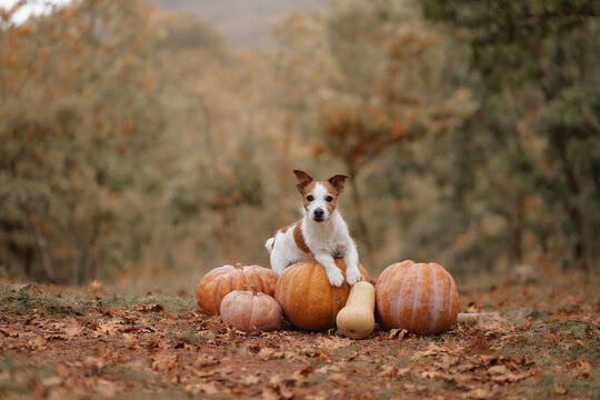 Jack Russell Terrier balances on a large pumpkin among assorted harvest gourds. Rustic fall scenery creates a playful Halloween and Thanksgiving pet concept.