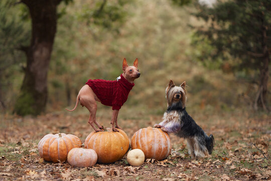 American Hairless Terrier and Yorkshire Terrier pose beside pumpkins outdoors. Autumn woodland setting creates a seasonal Halloween and harvest pet scene.