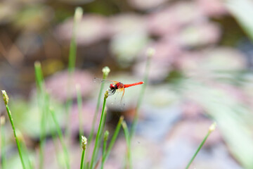 水辺の草に止まる赤いハッチョウトンボのオス © PMF