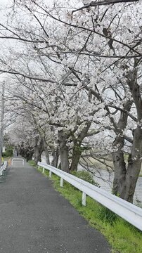 Cherry Blossoms Along Urui River in Fujinomiya, Shizuoka, Japan