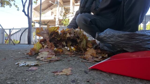 Man Hands In Gloves Gathering Dry Autumn Leaves In Bag