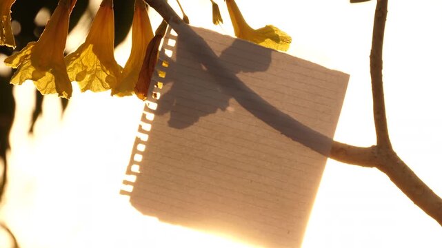 Blank lined notebook paper hanging on tree branch with yellow flowers blooming in warm sunset sunlight , nature background and  copy space