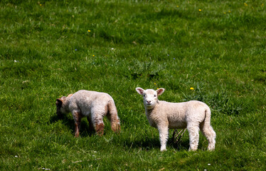 Two young lambs stand in a sunlit green pasture, one grazing while the other faces the camera © worldimage