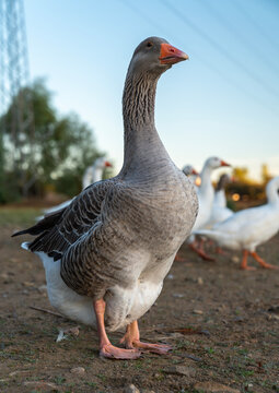 Gray and white domestic geese with orange beaks outdoors