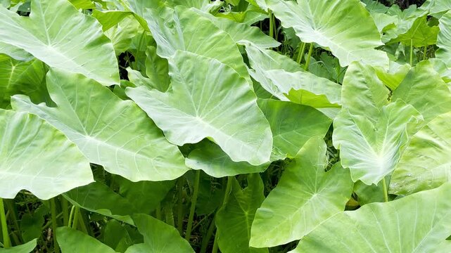 Large green taro leaves nature