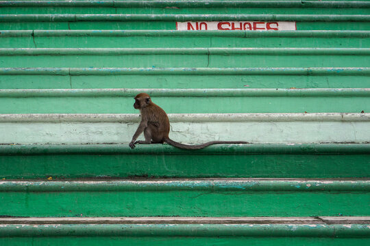 Lone monkey sits on a green staircase. Its tail extends long behind it. The staircase shows signs of wear and age. 