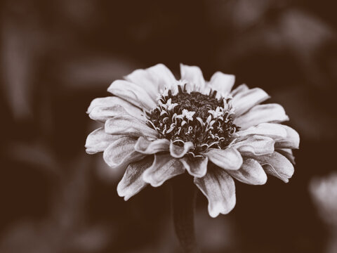 Nahaufnahme der Bl&uuml;te einer Zinnie, Zinnia,  vor unscharfem Hintergrund, sepia get&ouml;nt