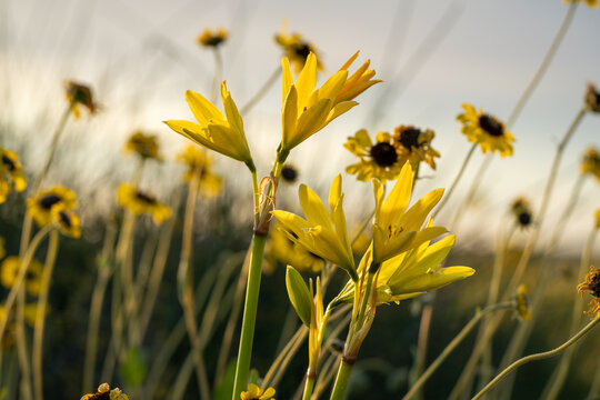 Yellow A&ntilde;a&ntilde;uca Flowers Blooming in the Atacama Region of Chile