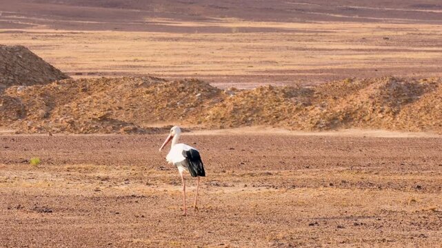 White stork in desert national park Jaisalmer, Rajasthan