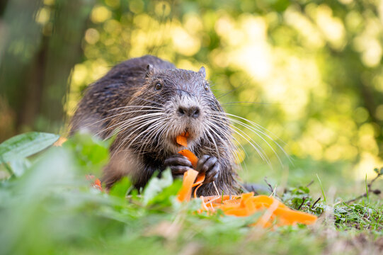 Nutria river rat eating carrots on meadow, coypu herbivorous, semiaquatic rodent, Myocastoridae at water pond, wildlife animal, habitat wetland