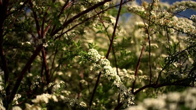 Blooming bridal wreath spiraea branches flutter softly during peaceful morning. Delicate white flowers cover woody twigs as natural sunlight illuminates lush botanical foliage in outdoor park.