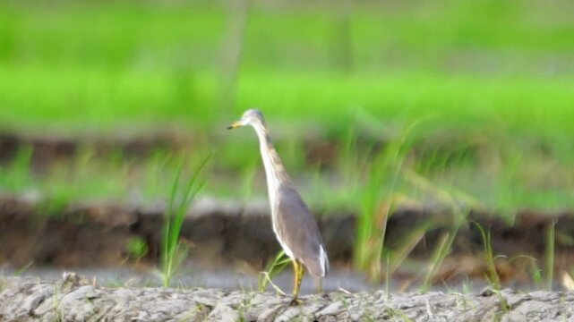 Ardeola speciosa (blekok sawah, kuntul, Javan pond heron, Java pond heron, Javanese pond heron) in the nature