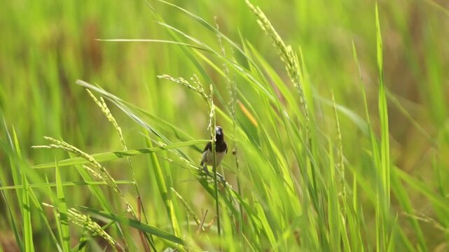 Javan munia (Lonchura leucogastroides, pipit bondol, pipit bondol, emprit bondol) perched on rice