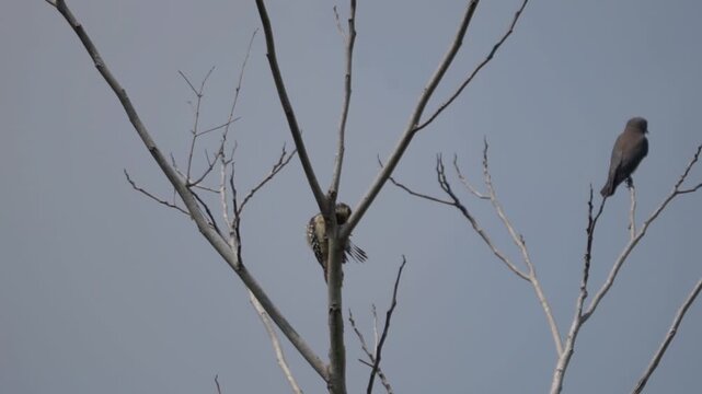 Artamus leucorynchus (Kekep babi, White breasted woodswallow, White breasted swallow shrike, White rumped swallow shrike, Ashy woodswallow) on the tree
