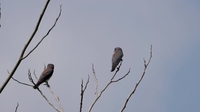 Artamus leucorynchus (Kekep babi, White breasted woodswallow, White breasted swallow shrike, White rumped swallow shrike, Ashy woodswallow) on the tree