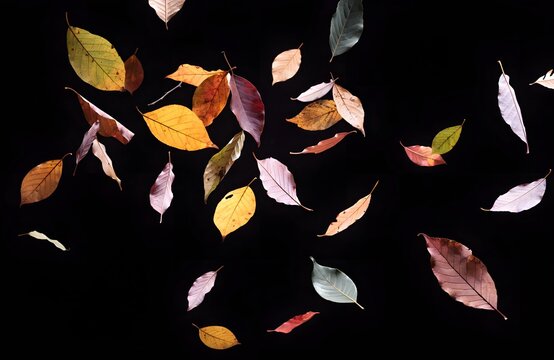 Colorful autumn leaves floating against a dark black background