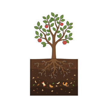 Apple tree with green leaves and red fruits growing above soil cross section showing organic waste decomposition and roots in a flat vector illustration style