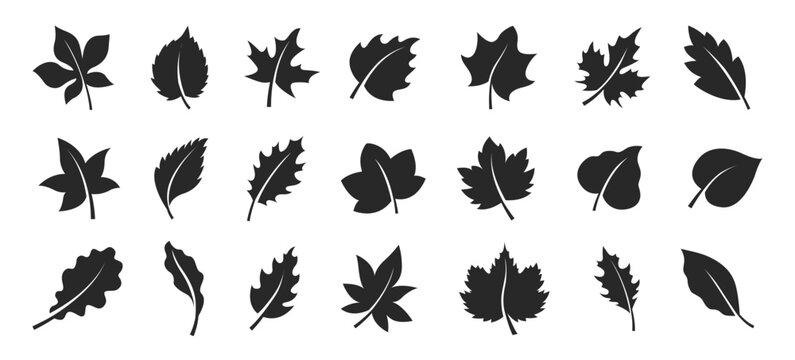 Collection of various leaf silhouettes in black on white background