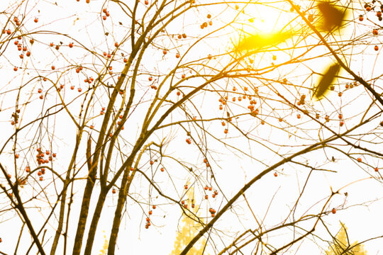 Persimmon tree with red ripe fruits against bright sky, warm autumn sunlight