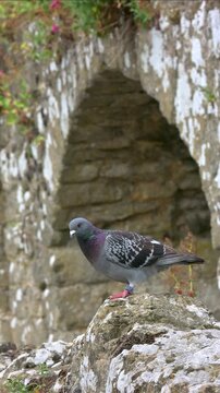 Feral Pigeon (Columba livia domestica) flying away from a stone wall. October, Kent, UK [Slow motion x5] Vertical