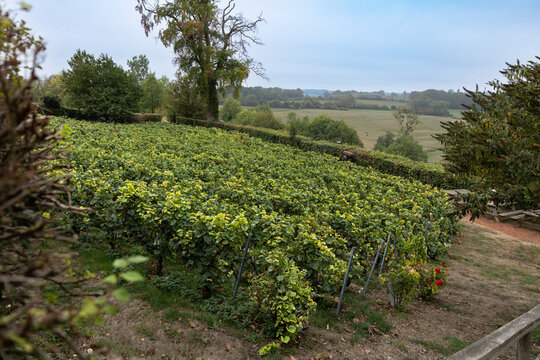 Vineyard in the countryside near the town of Gerberoy in France