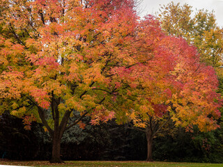 Vibrant orange and red maple trees displaying brilliant fall foliage in a lush autumn park setting © Donald