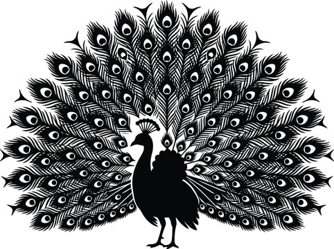 Peacock with open tail feathers silhouette for luxury brand identity and elegant decoration.