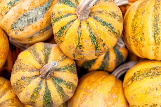 Bright yellow pumpkin harvest background. Festive autumn orange squash pile texture