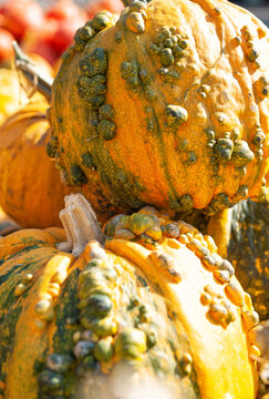Bumpy warty pumpkin harvest background. Organic textured orange gourd close up