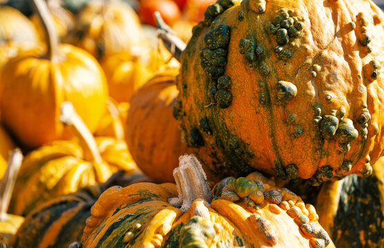 Bumpy warty pumpkin harvest background. Organic textured orange gourd close up
