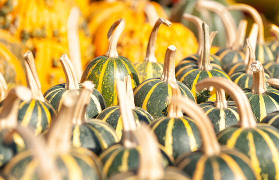 Bright yellow pumpkin harvest background. Festive autumn orange squash pile texture