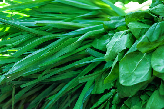 Fresh green spinach and onion leaves background. Organic leafy vegetable bunch texture