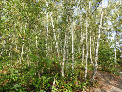 Beautiful sunlit birch forest colonising former coal-mining slag heaps near Mons, Hainaut, Belgium, on a clear September day.