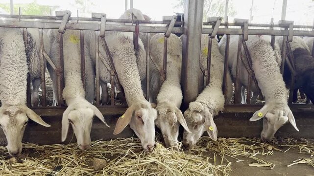 Kibbutz sheep with long ears eat dry grass and hay, poking their heads through the fence bars.