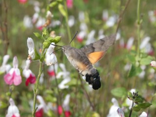 Hummingbird hawkmoth feeding on salvia 'hot lips' © Alistair MacLean