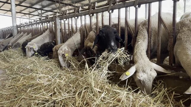 On a livestock farm, long-eared Assaf sheep from a kibbutz, wearing yellow and white ear tags, push their heads between the bars of a dusty metal corral to reach the hay, sheltered from the sun.