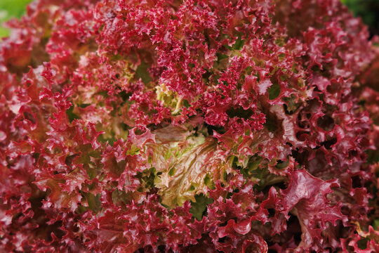 Head of red curly lettuce close-up with crimson, rose and burgundy ruffled leaves and a pale green centre, sunlit