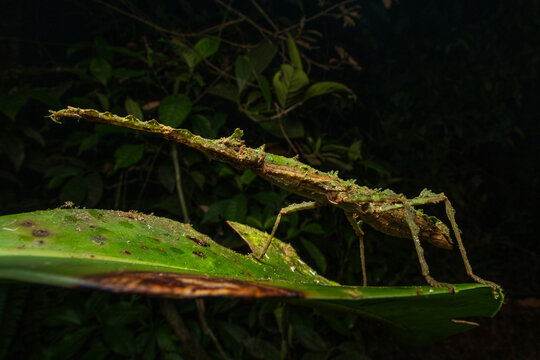Stick insect showing perfect camouflage on a green leaf