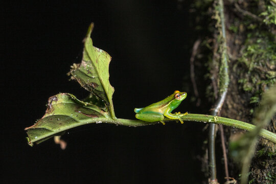 Green tree frog perched on a vine at night in the rainforest