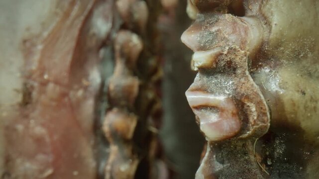 close-up of teeth of deer skull, weathered bone texture and shallow depth of field, showing rough detail, earthy tones, natural decay, macro