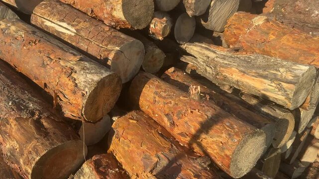 StackStack of fresh pine tree logs cut and stored outdoors in a timber yarded pine logs in outdoor timber storage yard . High quality 4k footage