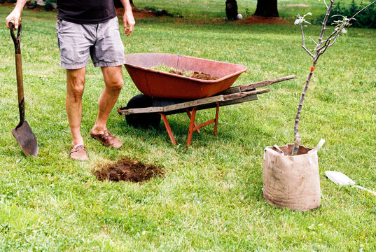Man with shovel and wheelbarrow plants tree sapling in backyard
