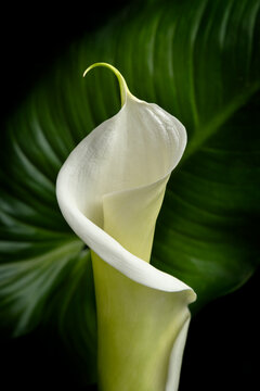 Arum Lily