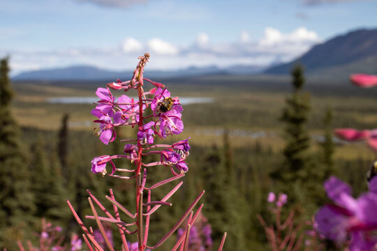 Bee on fireweed in Alaska