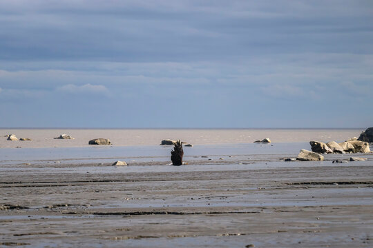 Bald eagle on a beach in Homer, Alaska